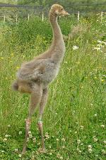 Green Red Yellow on 28th June 2013 Green Red Yellow on 28th June 2013